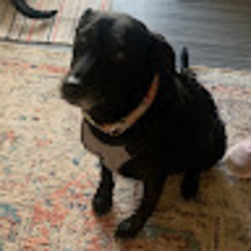 Meet your Posher, Gen